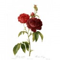 Gaivinantis veido tonikas su rožiū žiedlapiais ir glicerinu Rose, Ayumi, 250 ml