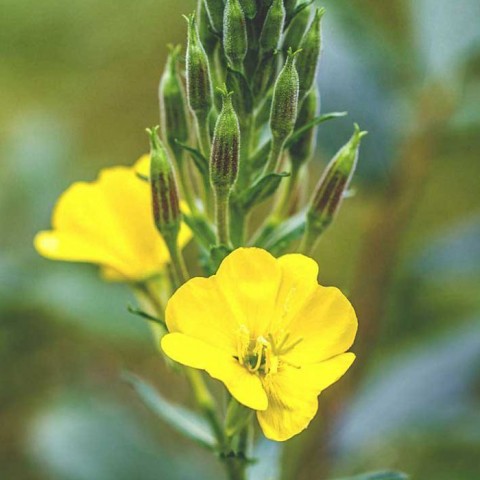 Evening primrose oil, organic, Alteya Organic, 50ml