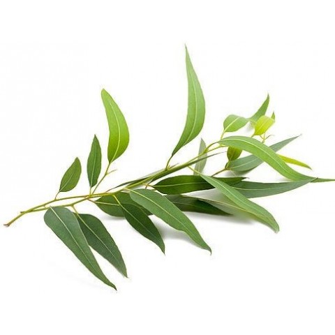 Eikalipta ēteriskā eļļa Eucalyptus, Sattva Ayurveda, 10 ml