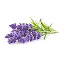 Эфирное масло лаванды Lavender, Sattva Ayurveda, 10 мл