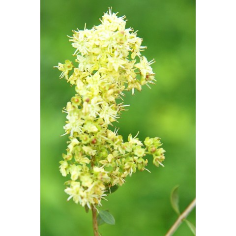 Herbal golden copper hair dye Copper, Khadi Naturprodukte, 100g