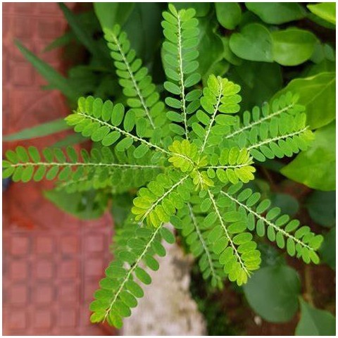 Пищевая добавка Phyllanthus Niruri, Planet Ayurveda, 60 капсул