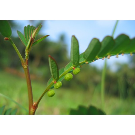 Пищевая добавка Phyllanthus Niruri, Planet Ayurveda, 60 капсул